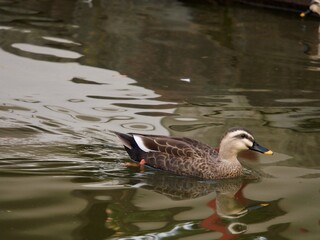 池を泳ぐ鴨