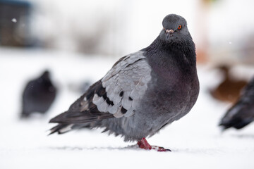Beautiful pigeons sit in the snow in the city park in winter. Close up of pigeons in winter on the square in the park. Birds in the cold are waiting for food from people.