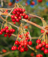 Tree branch bearing a bunch of fresh and wild fruit