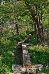 forest with wooden path with trees background