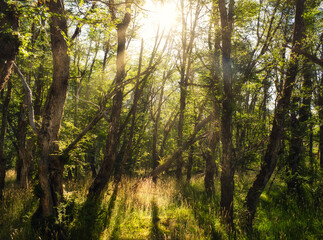 Fototapeta na wymiar forest with rays of sunlight