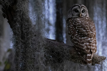 Barred Owl in Spanish Moss Covered Tree