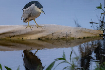 Adult Black Crowned Night Heron Perched at Dusk