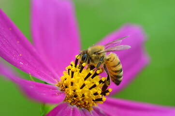 벌, 코스모스 - Cosmos flower close up