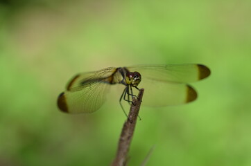 잠자리 - Dragonfly close up