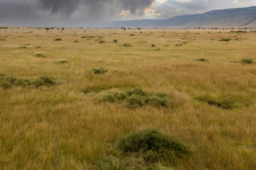 Landscape of Africa's Serengeti National Park 