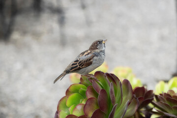 Lone Sparrow on a succulent 