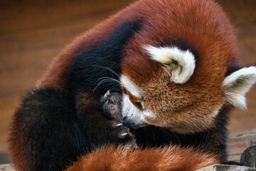 Panda Rosso