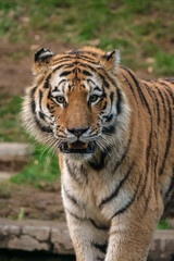 Tigre