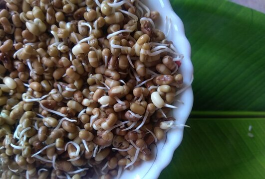 Heap of fresh Sprouted moth beans or math beans in white background