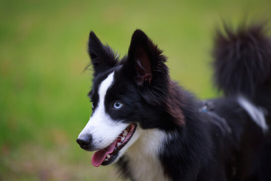 Mini Australian Shepherd