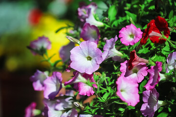 Colorful petunia flowers blooming in garden background