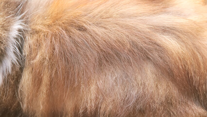 Cat fur brown patterns , animal soft skin background