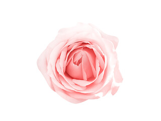 Pink rose with soft petal patterns top view isolated on white background , clipping path