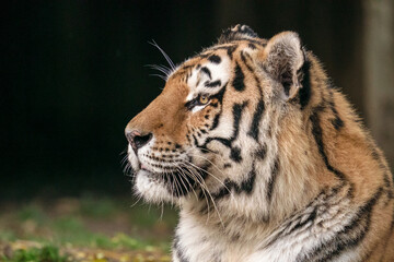 Tigre