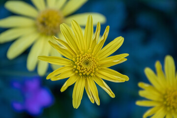 yellow flower on blue background