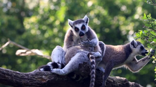 lemur catta with baby in her arms 
