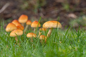 close up of tiny brown mushrooms grew out of the ground behind green grasses in the shade