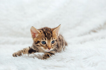 Cute bengal one month old kitten on the white fury blanket close-up.