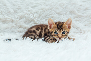 Obraz na płótnie Canvas Cute bengal one month old kitten on the white fury blanket close-up.