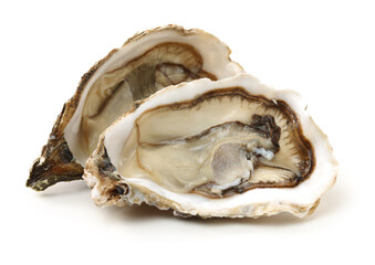 Fresh oyster on white background