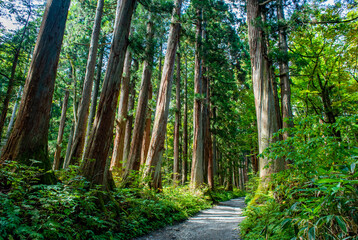戸隠神社奥社　参道の杉並木