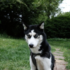 husky dog on grass