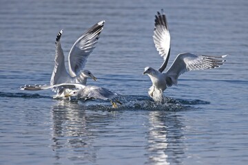 Three Seagulls ifighting for fish.