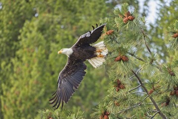 Bald eagle flies from branch.