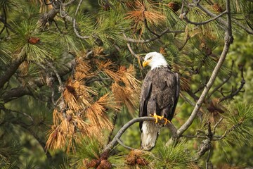 Perched bald eagle surrounded by pine boughs.