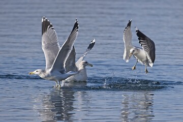 Seagulls searching for fish in the water.