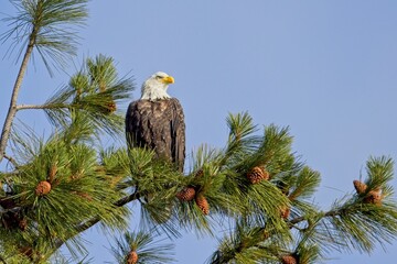 Eagle is perched in a tree against the sky.