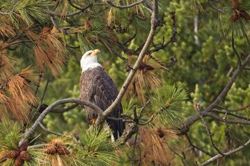 Bald eagle looks up from its perch.