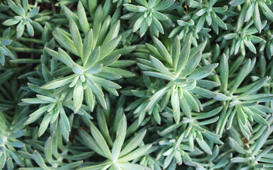 Closeup image of Graptoveria sp cactus in botanic garden