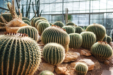 Golden Barrel Cactus or Echinocactus grusonii in botanic garden