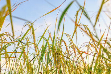 Golden ears of rice in the field at sunset