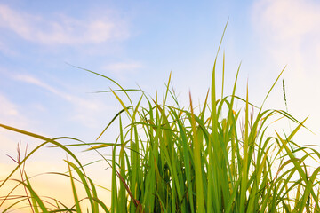 Fresh green grass in nature at sunset
