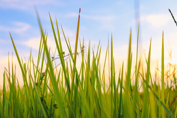 Fresh green grass in nature at sunset