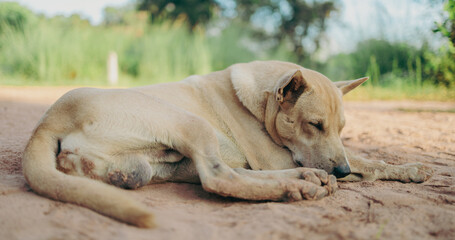 Thai dogs are waiting for their owners to come back home.