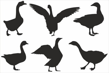 Vector set of silhouettes of geese. Shadows of domestic flightless birds with wings and beaks. Goose screams
