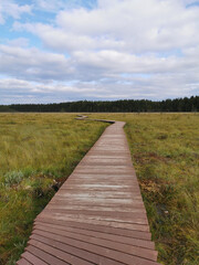 Fototapeta premium A deck of brown wooden boards over a swamp with yellowed grass against a beautiful sky with clouds.