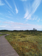 A deck of brown planks over a swamp with yellowed grass, stretching far away to the forest, against the background of a sky with clouds.