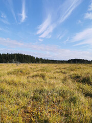 Fototapeta premium Dry and lively little pine trees growing in the swamp, among the grass against the sky with clouds.