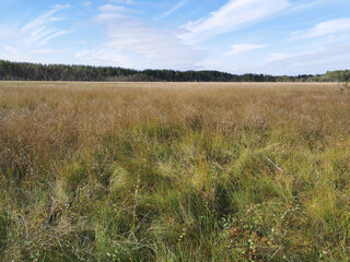 Obraz premium View of the swamp, where tall, already yellowing grass grows, and trees grow on the edges against the sky with beautiful clouds..