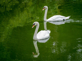 Mute Swan pair swimming in pond at zoo in Birmingham Alabama.