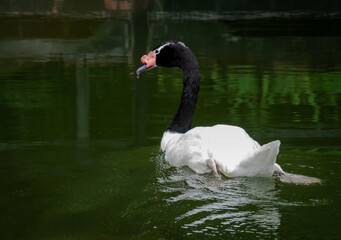 Black-necked Swan swimming in pond at zoo in Birmingham Alabama.