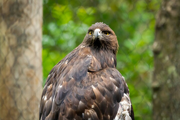 Golden Eagle on large branch at zoo in Birmingham Alabama.