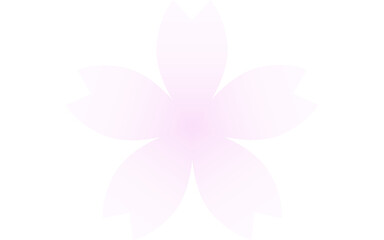 桜の花、ピンクのグラデーションのかかった白い花びら