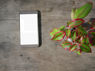 Smart phone with isolated white screen on brown wooden table with Chinese Evergreen plant or red Aglaonema plant tree , Communication technology