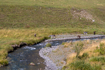 A group of donkeys drinking from a river near the village of Juta in the Greater Caucasus Mountain Range in Georgia, Kazbegi Region. The meadows are lush green. Hiking trail Juta-Roshka. Wanderlust